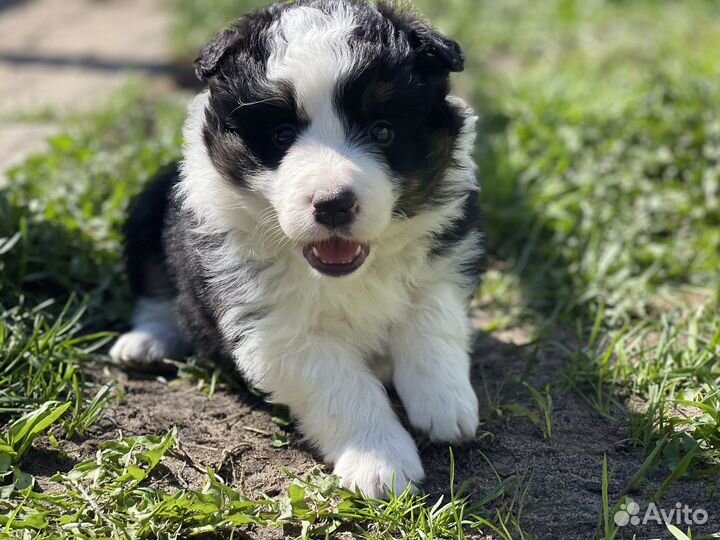 Бордер колли щенки