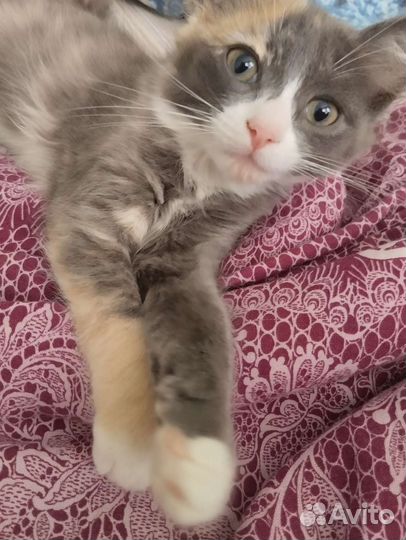 Отдам котенка в добрые руки