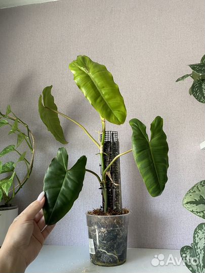 Филодендроны биллитау