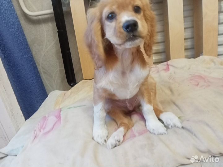 Щенки русского спаниеля