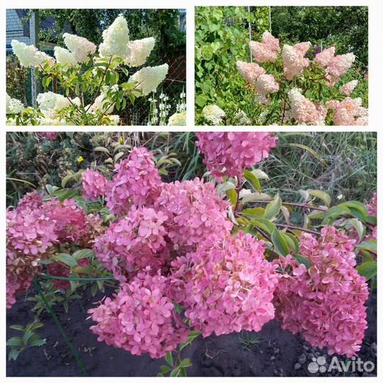 Красивоцветущие кустарники