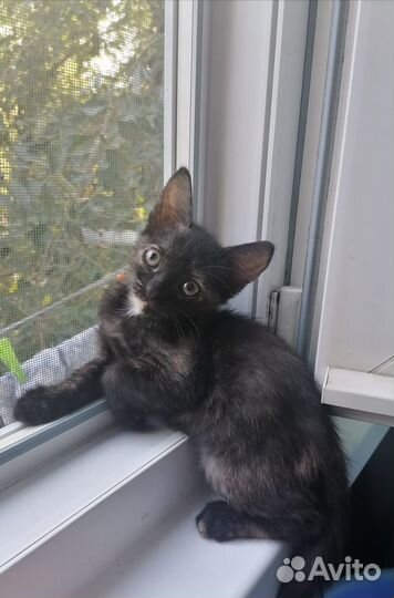 Кошки в добрые руки
