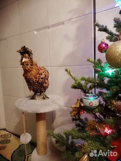 Инкубационное яйцо Павловского золота