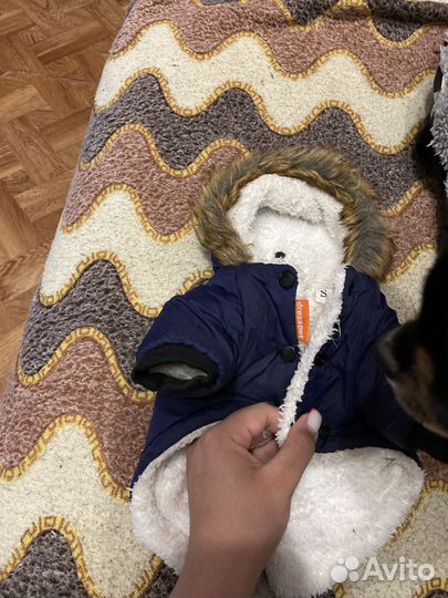 Одежда для собак мелких пород