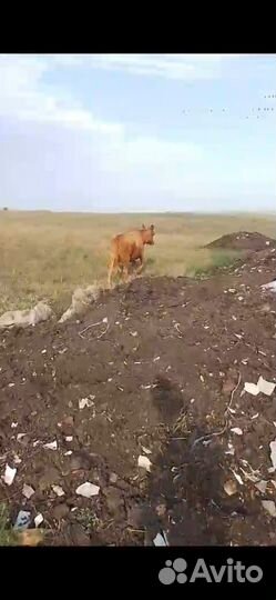 Коров яловые