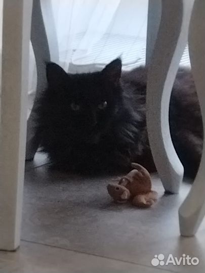 Кошка мейкун бесплатно