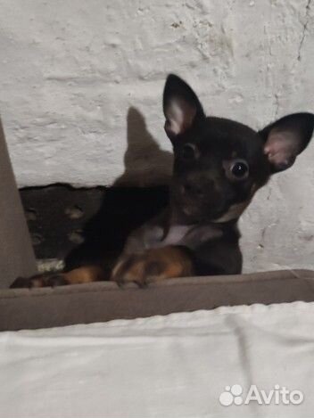 Той-терьер щенки