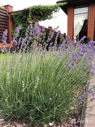 Лаванда саженец зкс