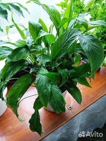 Спатифиллум