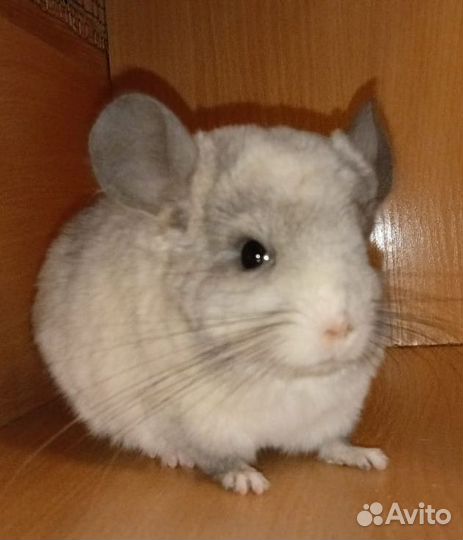 Шиншилла самочка