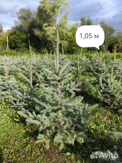 Ель голубая 0,7-2,5 м