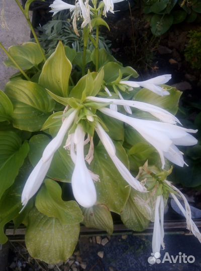 Примула Хоста Эхинацея Лилейник Хризантема, пряные