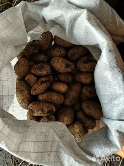 Семенной картофель