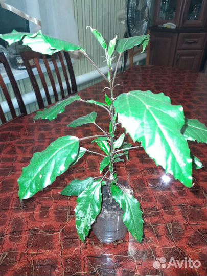 Комнатные растения