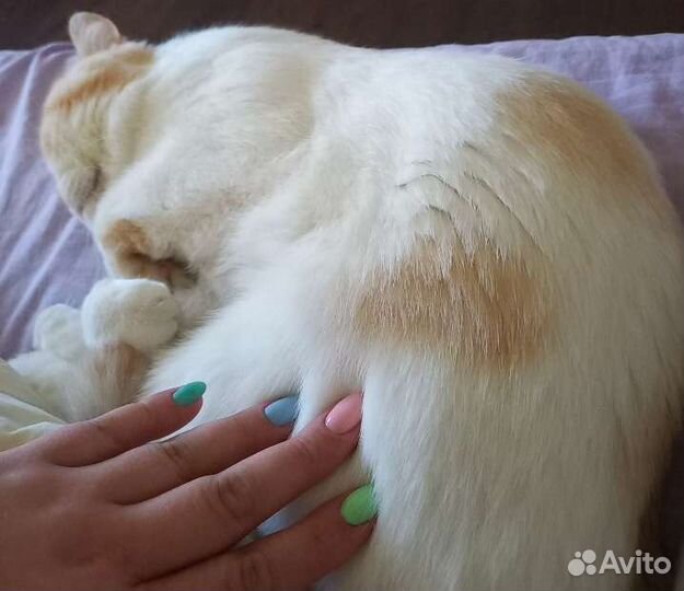 Передержка животных на время отпуска