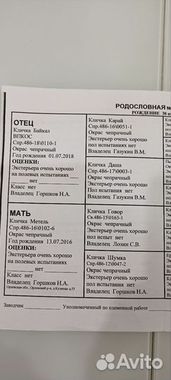 Вязка русская гончая