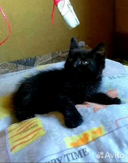 Черный котенок бесплатно