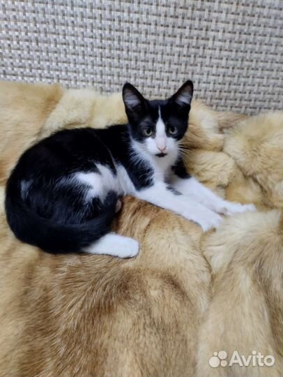 Котята в добрые руки бесплатно