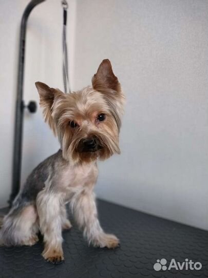 Йоркширский терьер