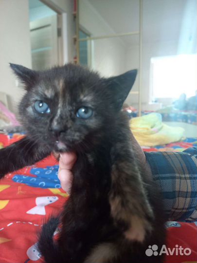 Кошки в добрые руки бесплатно