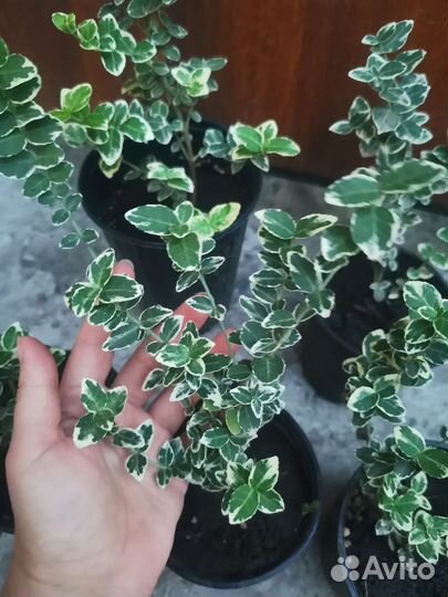 Бересклет форчуна