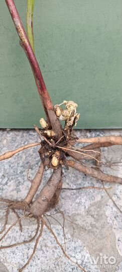 Корневище пиона