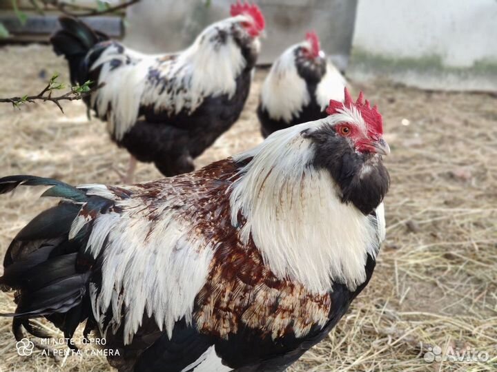 Продаю петуха Фавероль