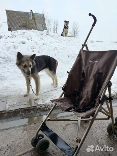 Коляска трость