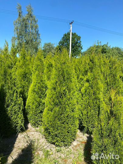 Туя Смарагд 140 см из питомника