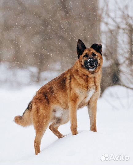 Алтай Метис овчарки в поиске семьи