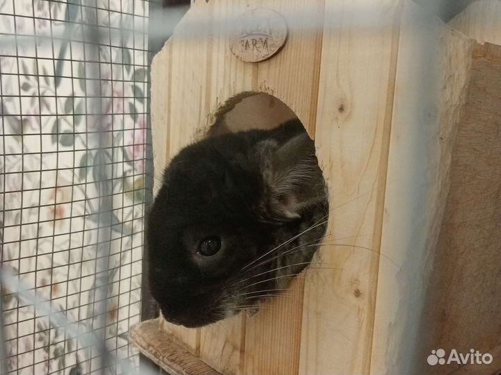 Шиншилла