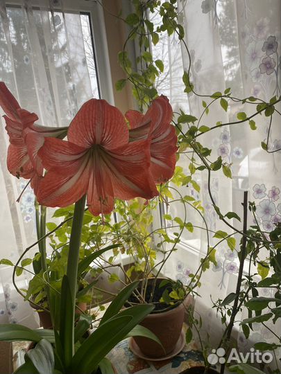 Луковицы амариллиса