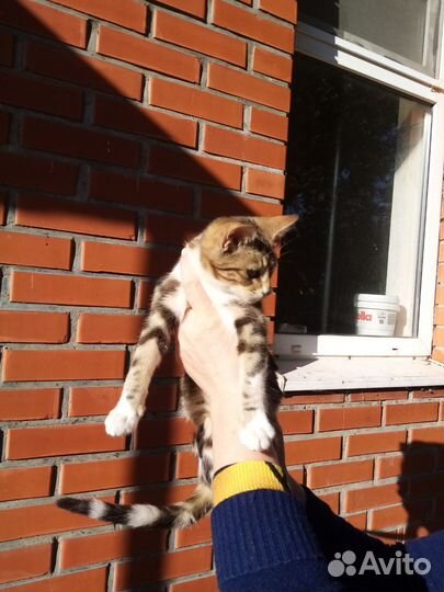 Отдам котят5месяцев