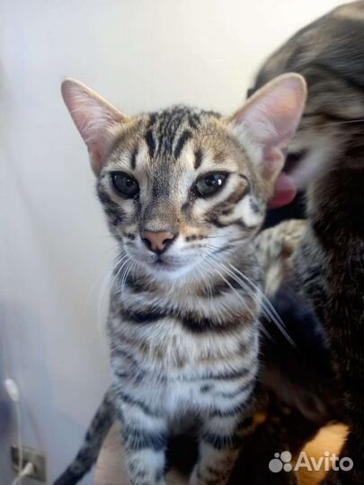 Бенгальский котенок