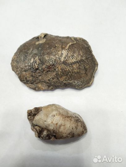 Окаменевшие ракушки