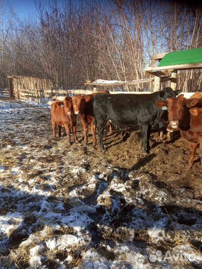 Быки лимузины