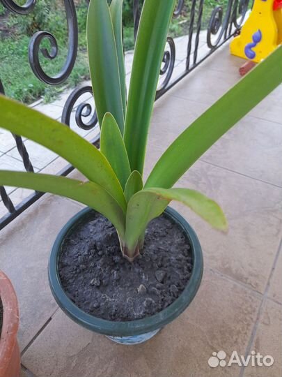 Гиппиаструм