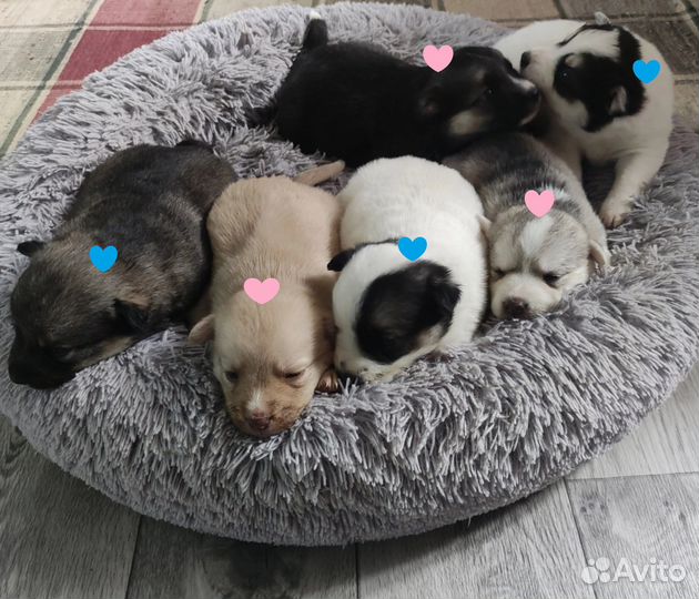 Отдам в добрые руки