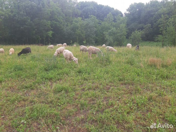 Овцы на племя