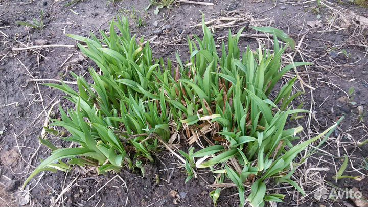 Лилейник гибридный эверидейлили ред рибзлилейник г