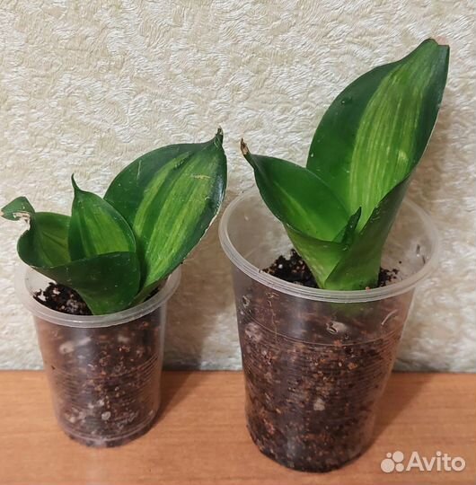 Сансевиерия Ханни грин мулд медиопикта