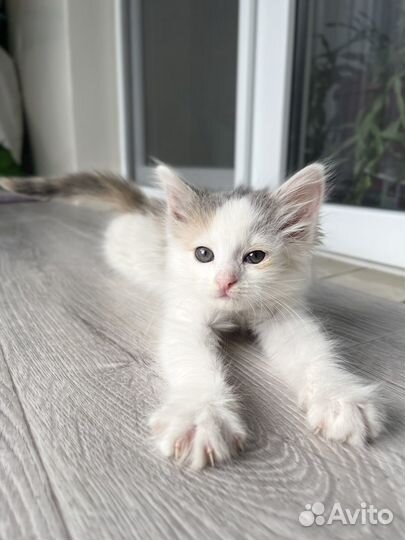Котенок