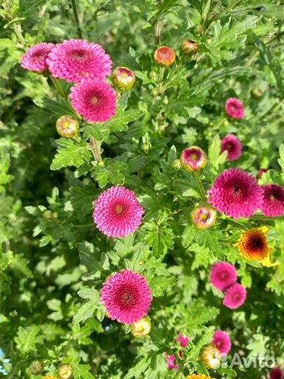 Хризантема