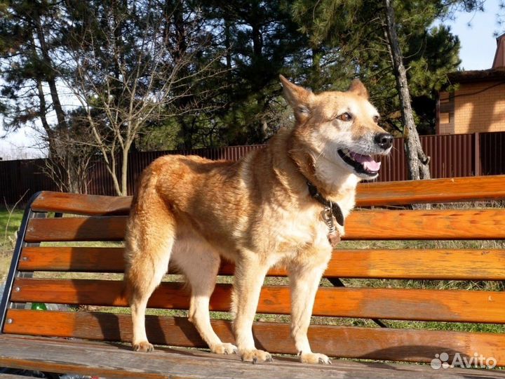 Собаки из приюта ищет дом