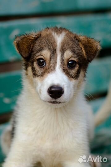 Щенок в дар