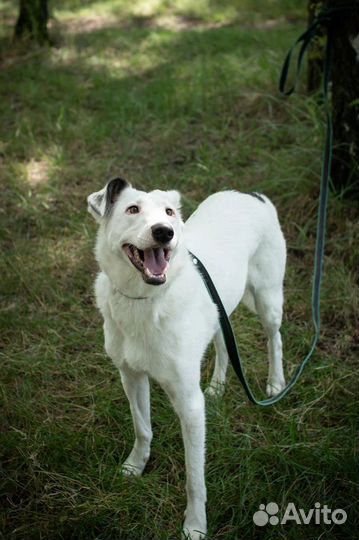 Молодой ласковый пес ищет дом