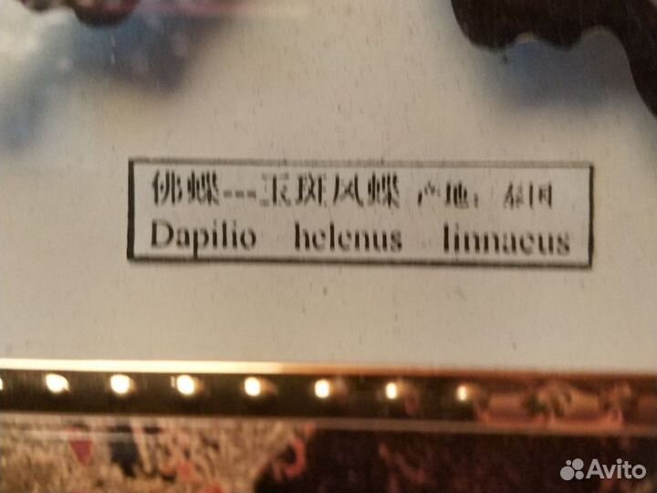 Бабочка Dapilio helenus Linnaсus в рамке