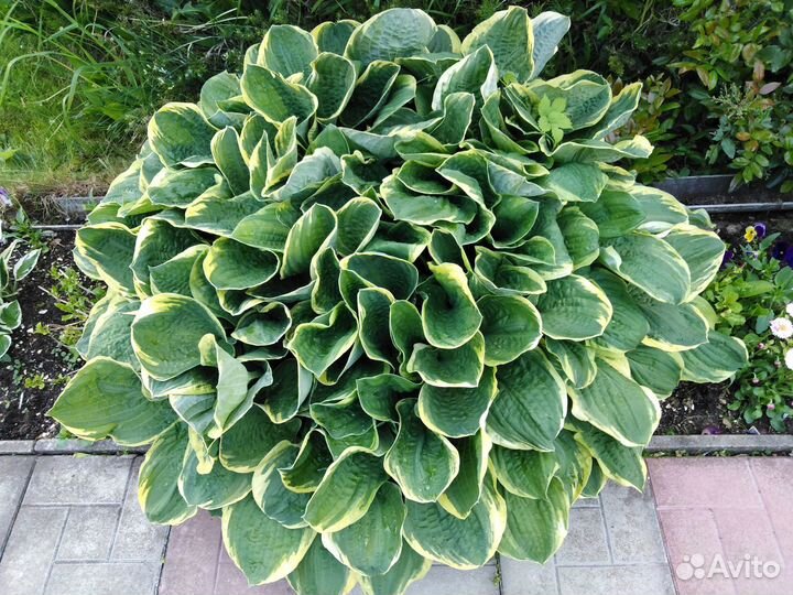 Хоста(коллекция саженцев)