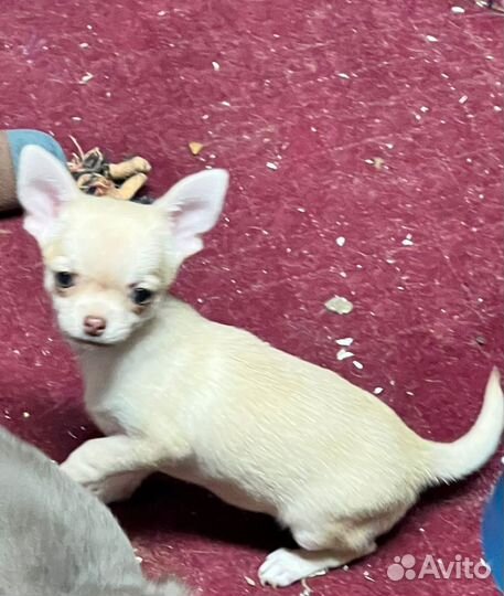 Щенки чихуахуа