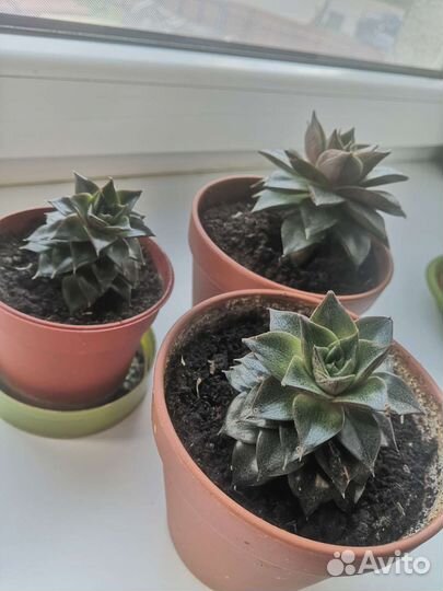 Эхеверия (каменная роза)